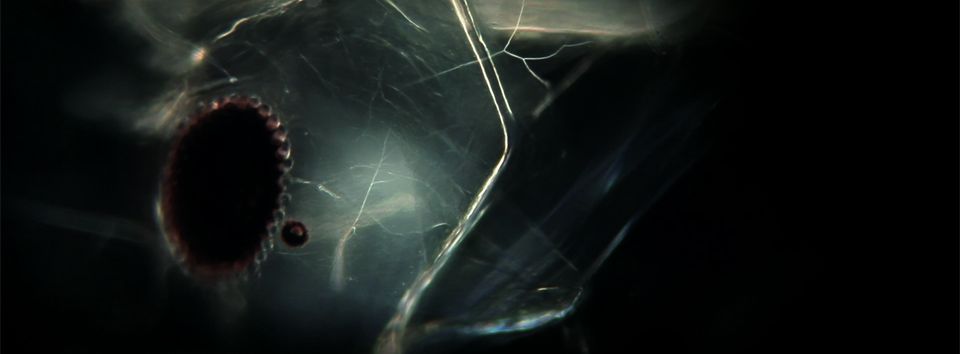 01_Micro_Empire