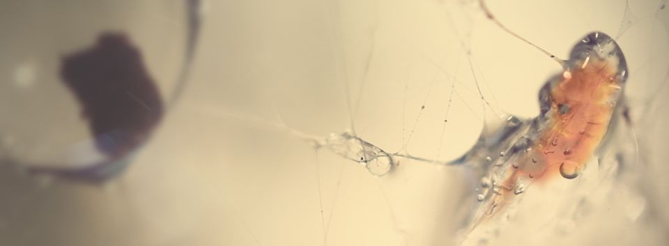 04_Macro_Kingdom3